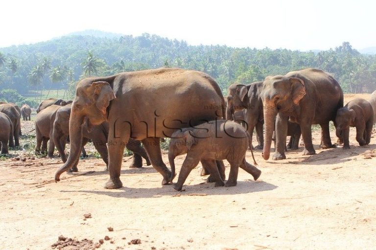 Srí Lanka